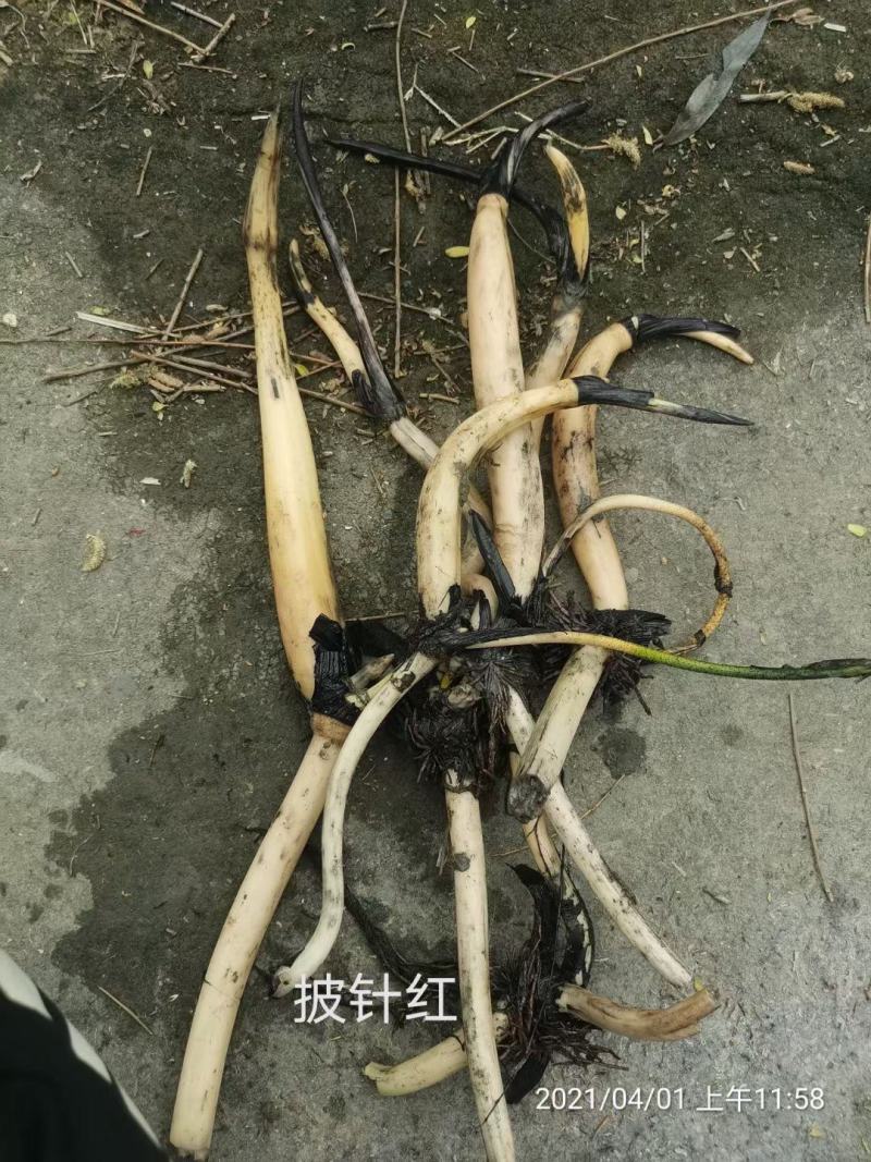 精品荷花品种荷花多种花型多种花色水景绿化专用
