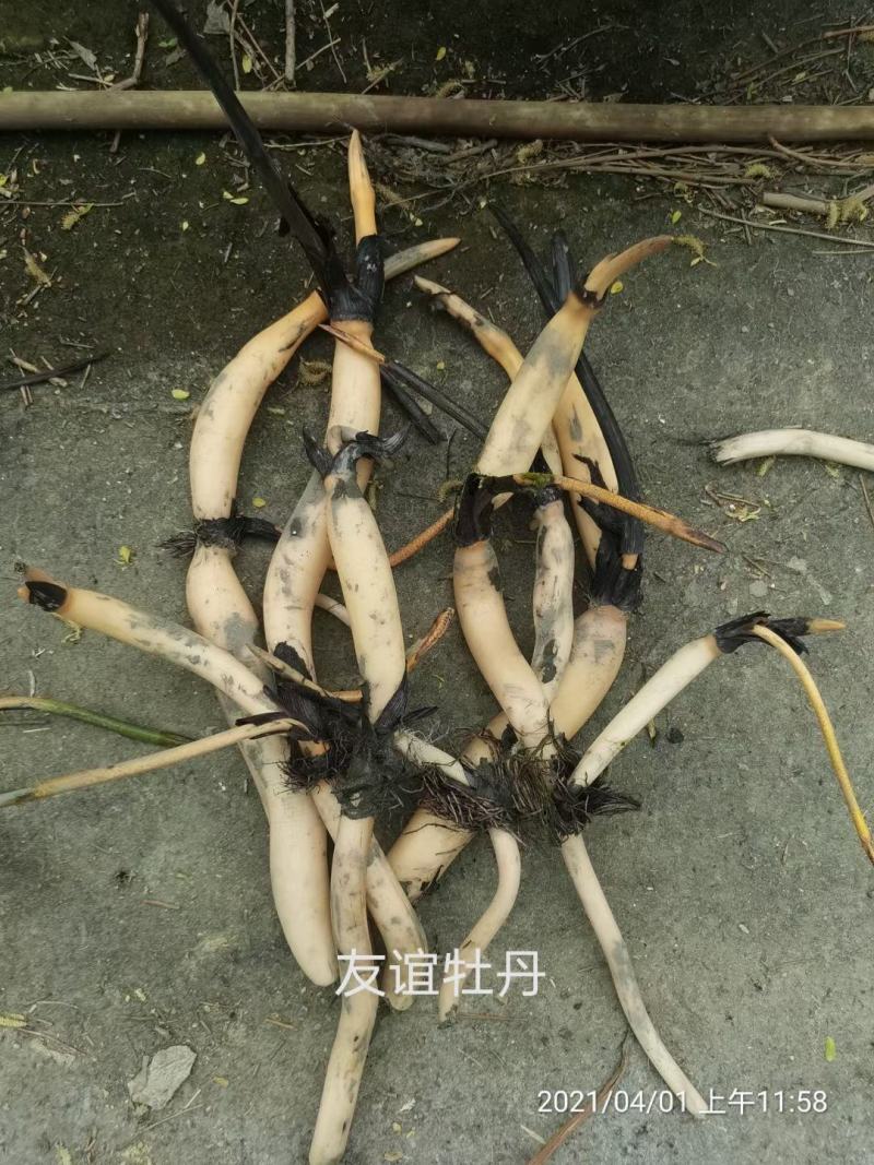 精品荷花品种荷花多种花型多种花色水景绿化专用