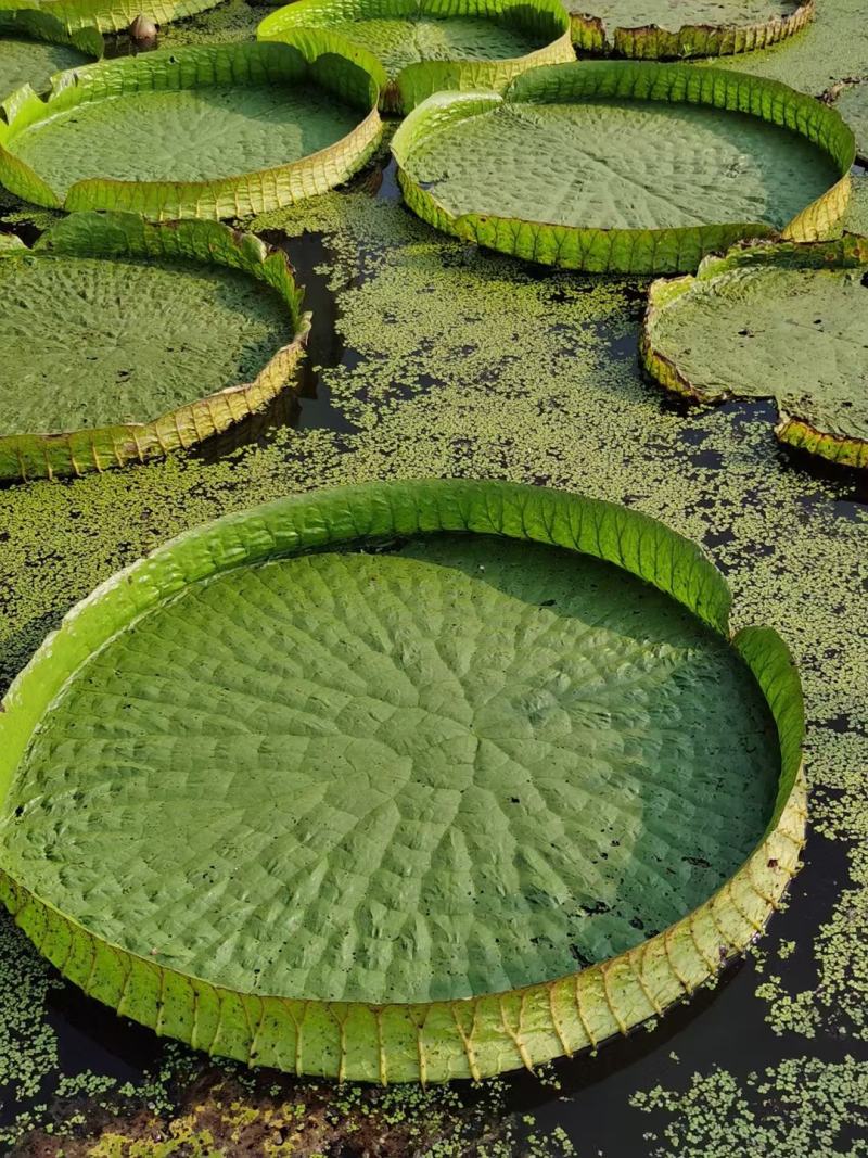 王莲大王莲热带王莲白洋淀瑞荷水生植物基地自产自销