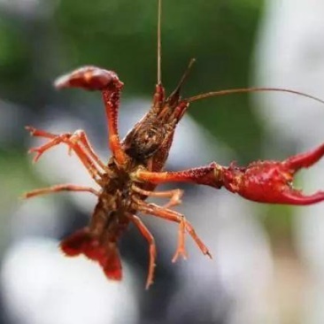 龙虾特卖