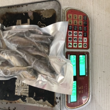 小黄鱼黄花鱼大黄鱼新鲜黄鱼，肉肥鲜美