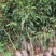 [新品种结果快]荔枝树苗A4无核荔妃子笑鸡嘴荔枝糯米糍