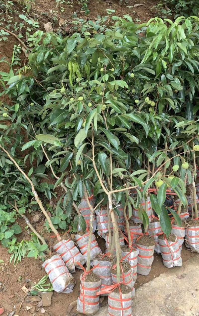 [新品种结果快]荔枝树苗A4无核荔妃子笑鸡嘴荔枝糯米糍