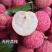 [新品种结果快]荔枝树苗A4无核荔妃子笑鸡嘴荔枝糯米糍