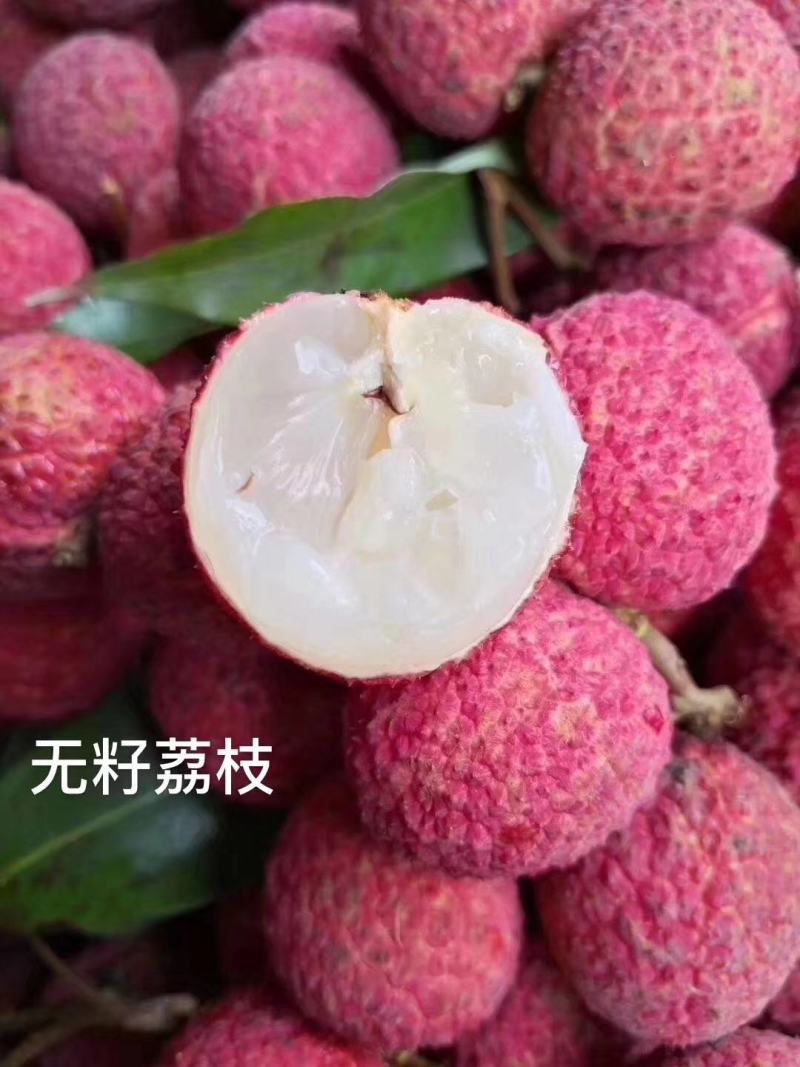 [新品种结果快]荔枝树苗A4无核荔妃子笑鸡嘴荔枝糯米糍