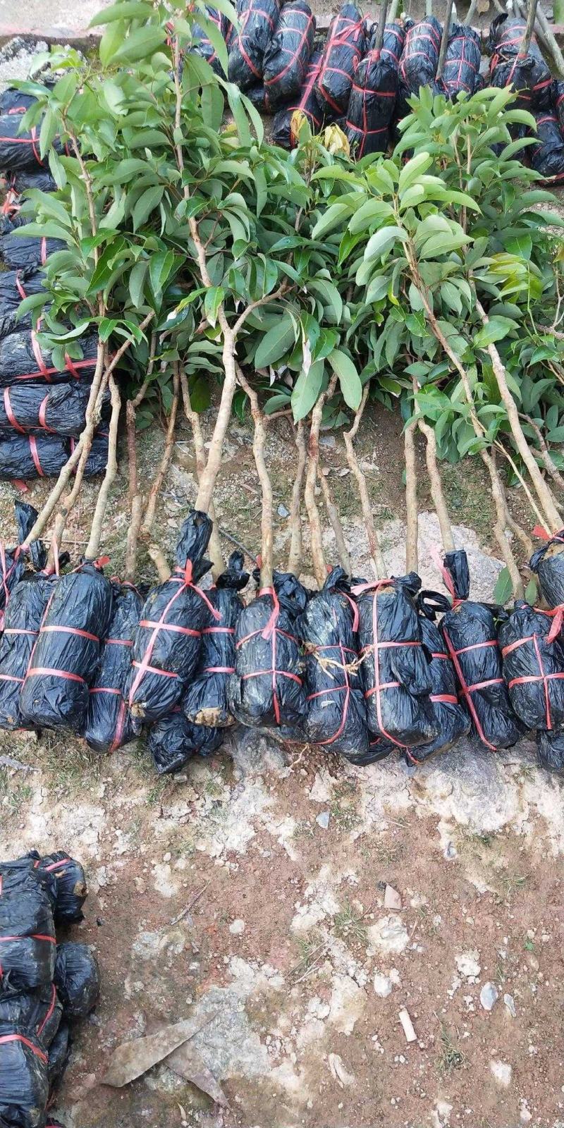 [新品种结果快]荔枝树苗A4无核荔妃子笑鸡嘴荔枝糯米糍
