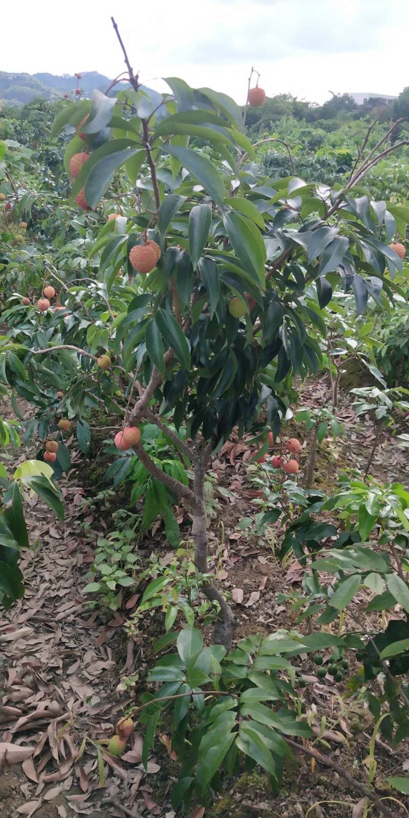 [新品种结果快]荔枝树苗A4无核荔妃子笑鸡嘴荔枝糯米糍