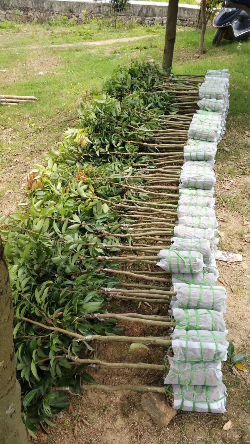 [新品种结果快]荔枝树苗A4无核荔妃子笑鸡嘴荔枝糯米糍