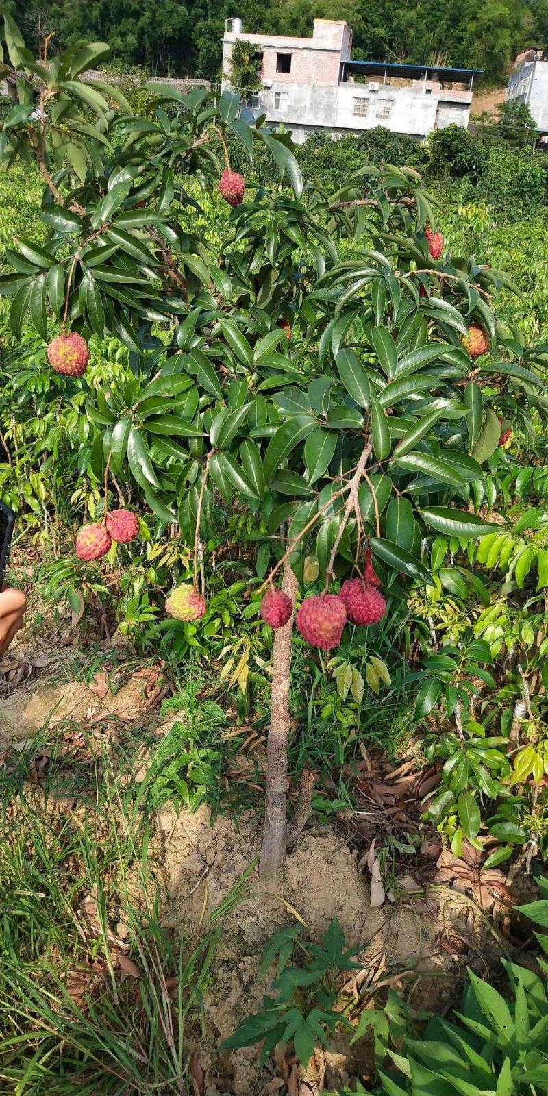 [新品种结果快]荔枝树苗A4无核荔妃子笑鸡嘴荔枝糯米糍