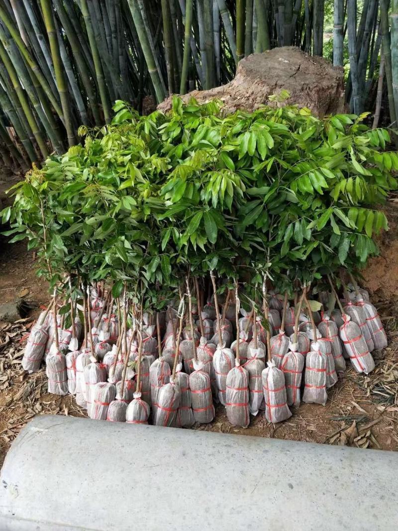 [新品种结果快]荔枝树苗A4无核荔妃子笑鸡嘴荔枝糯米糍
