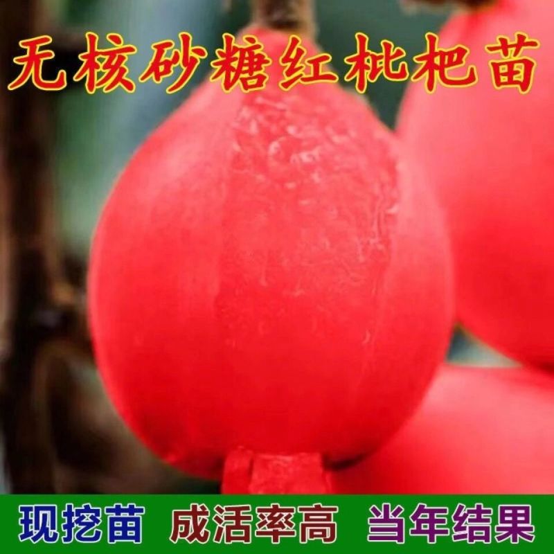 正品无核红肉当年结果早熟砂糖枇杷苗嫁接果树苗盆栽南北方