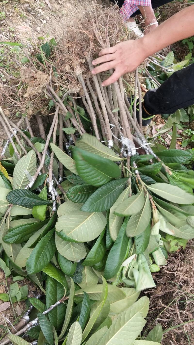 正品无核红肉当年结果早熟砂糖枇杷苗嫁接果树苗盆栽南北方