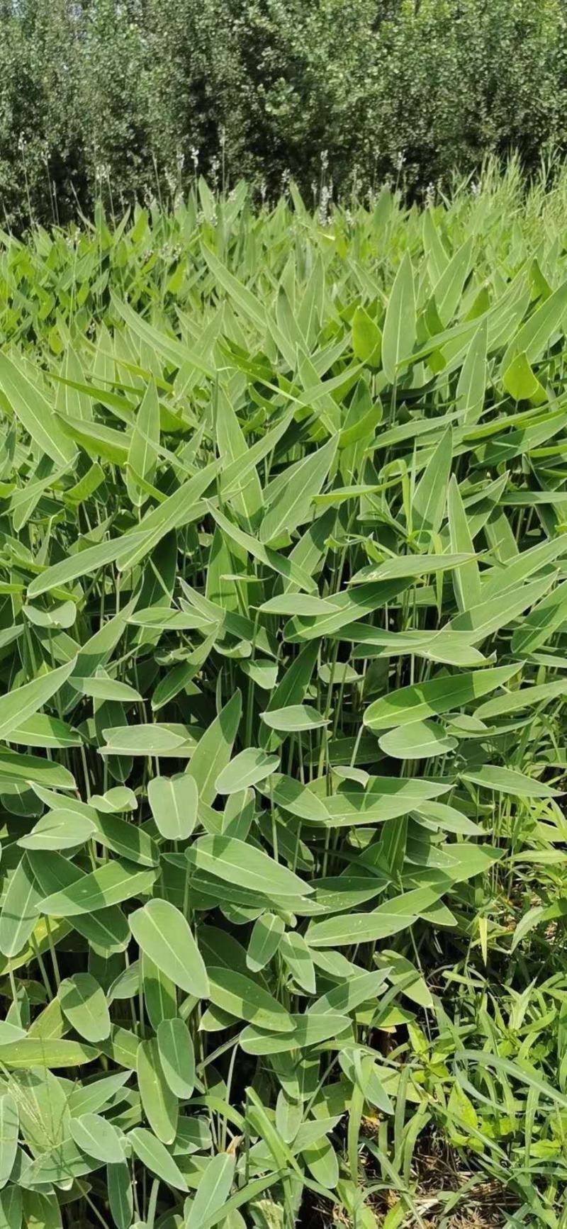 再力花盆栽再力花白洋淀瑞荷水生植物基地自产自销