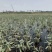 再力花盆栽再力花白洋淀瑞荷水生植物基地自产自销
