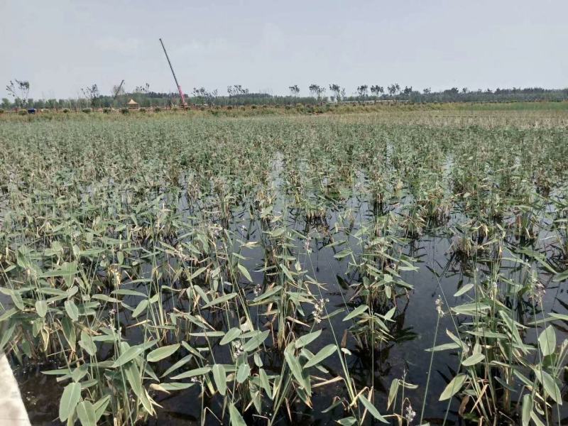 再力花盆栽再力花白洋淀瑞荷水生植物基地自产自销