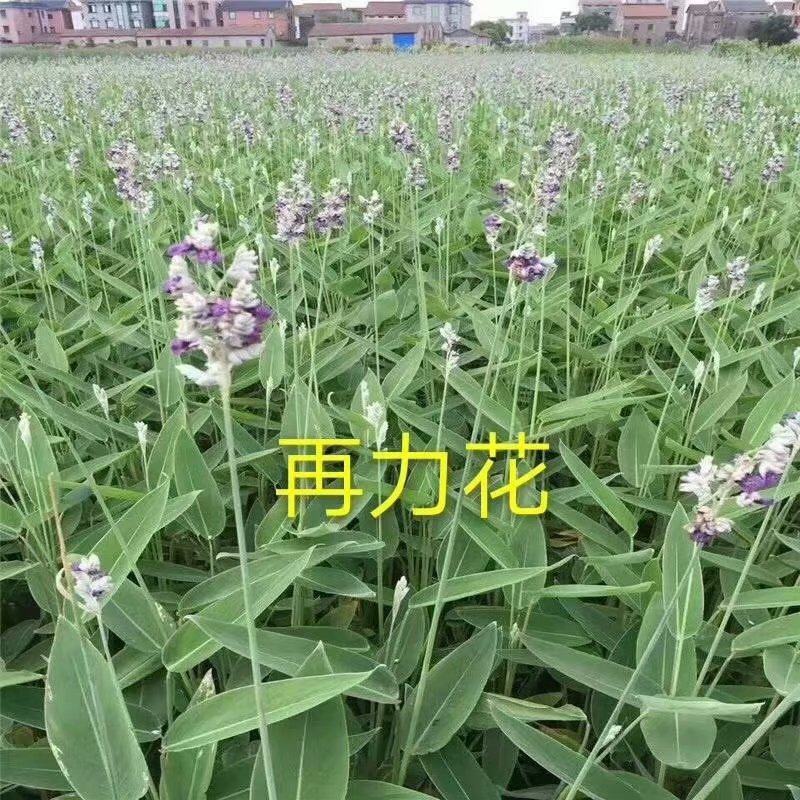 再力花盆栽再力花白洋淀瑞荷水生植物基地自产自销