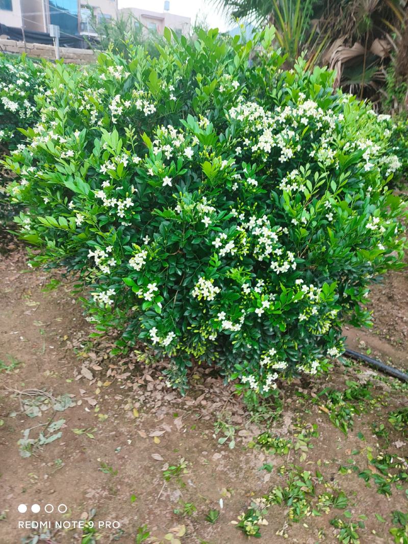 基地发货九里香美植袋苗欢迎全国老板前来考察洽谈