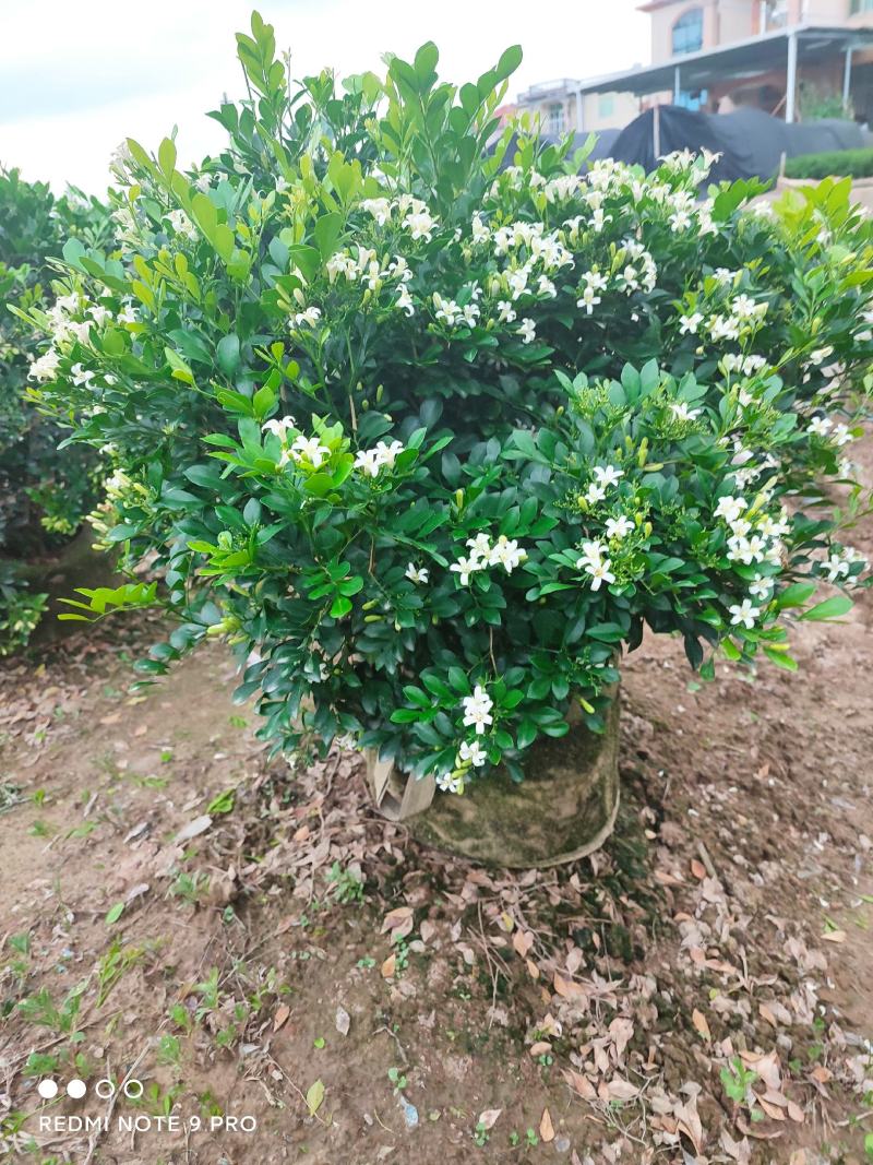 基地发货九里香美植袋苗欢迎全国老板前来考察洽谈