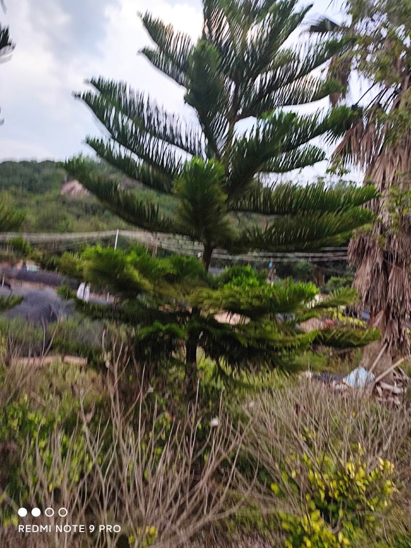 基地发货九里香美植袋苗欢迎全国老板前来考察洽谈