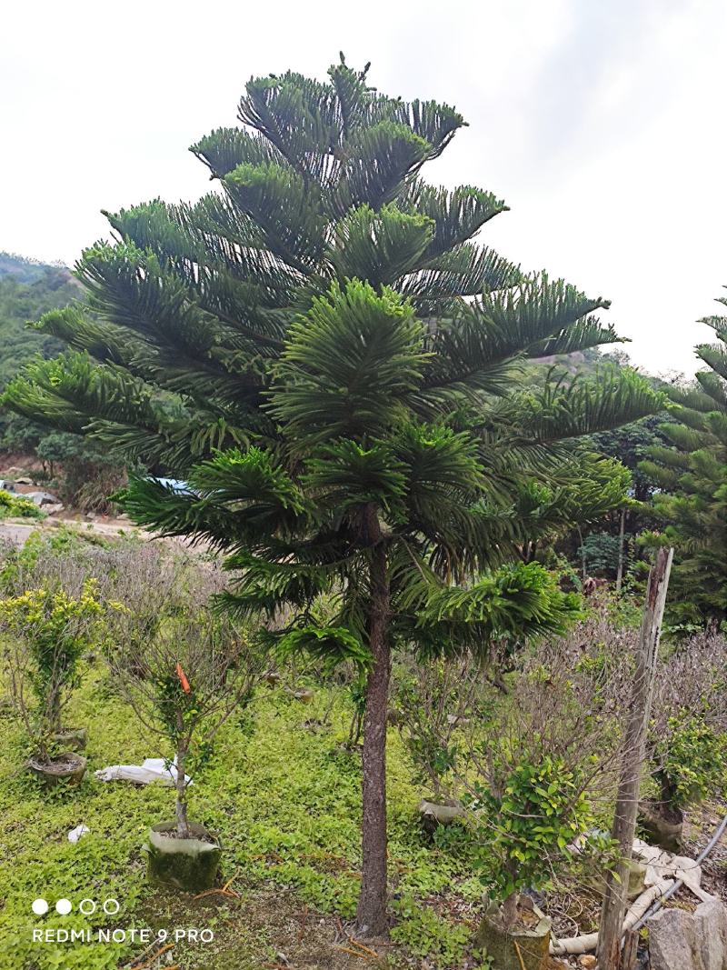 基地发货九里香美植袋苗欢迎全国老板前来考察洽谈
