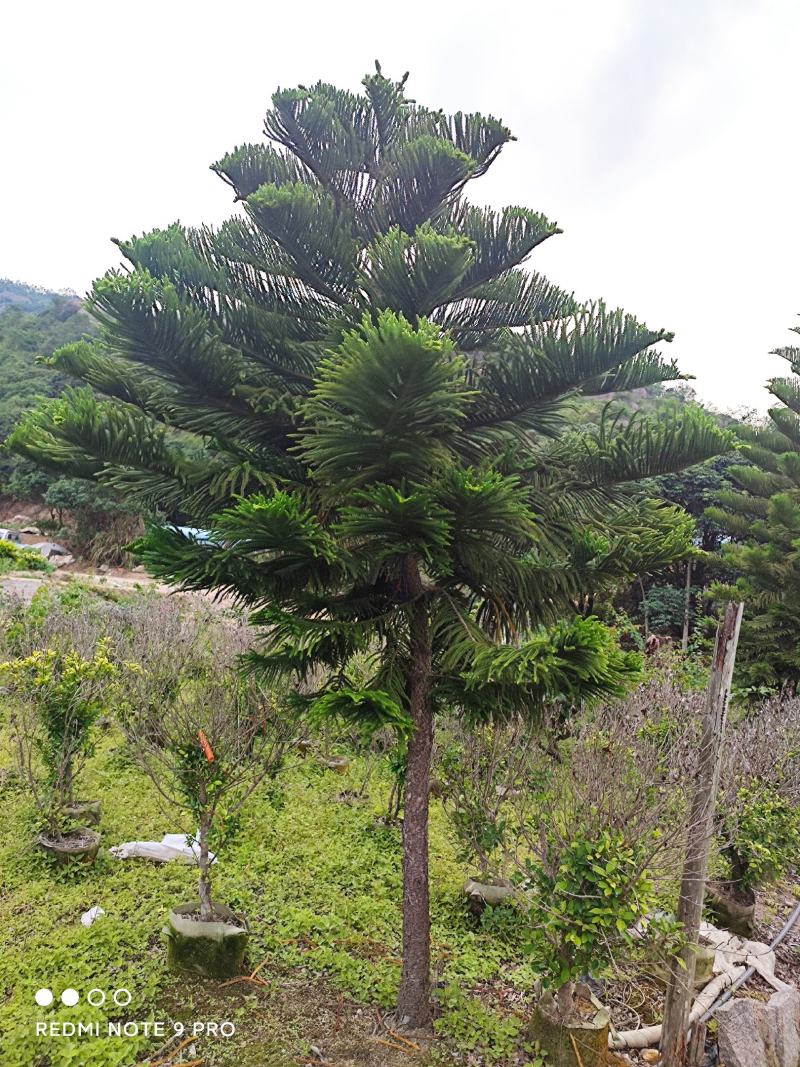 基地发货九里香美植袋苗欢迎全国老板前来考察洽谈
