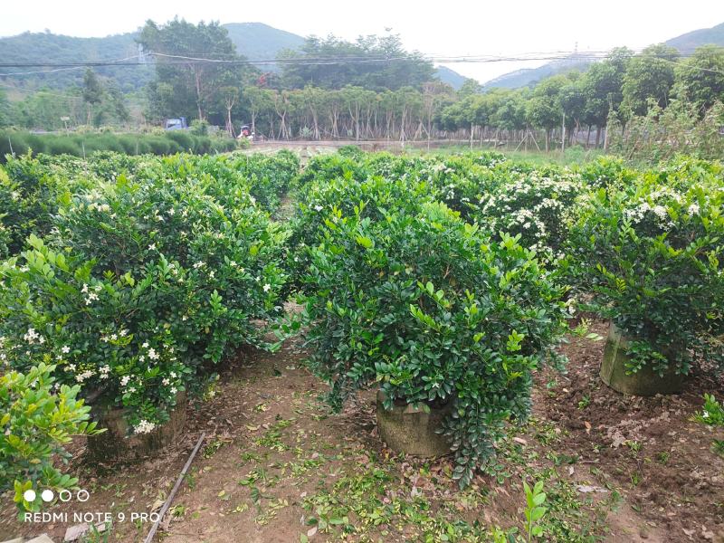 基地发货九里香美植袋苗欢迎全国老板前来考察洽谈