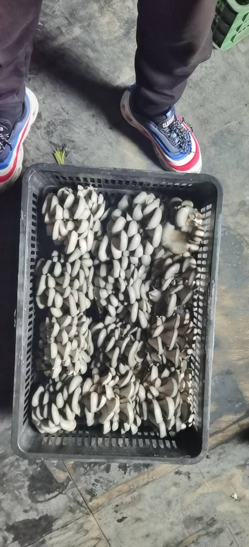 陕西省商洛市丹凤县反季节平菇大量上市了