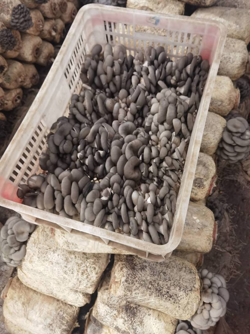 陕西省商洛市丹凤县反季节平菇大量上市了