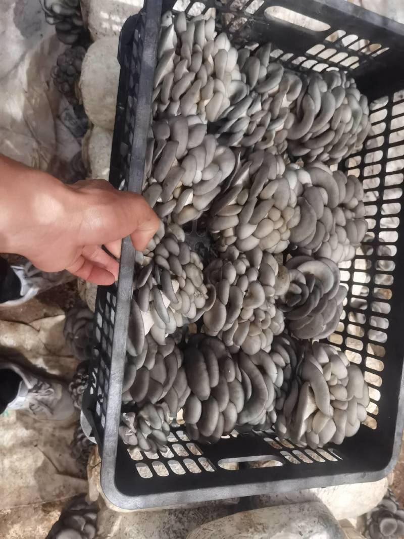 陕西省商洛市丹凤县反季节平菇大量上市了