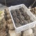 陕西省商洛市丹凤县反季节平菇大量上市了