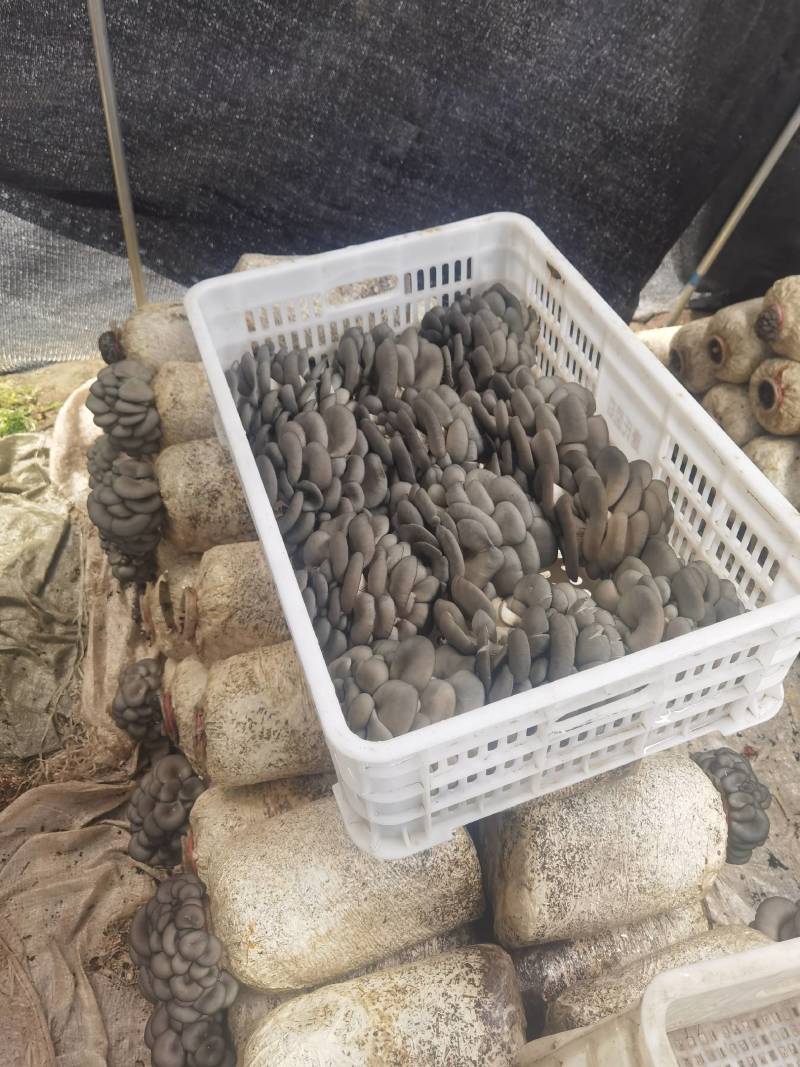陕西省商洛市丹凤县反季节平菇大量上市了