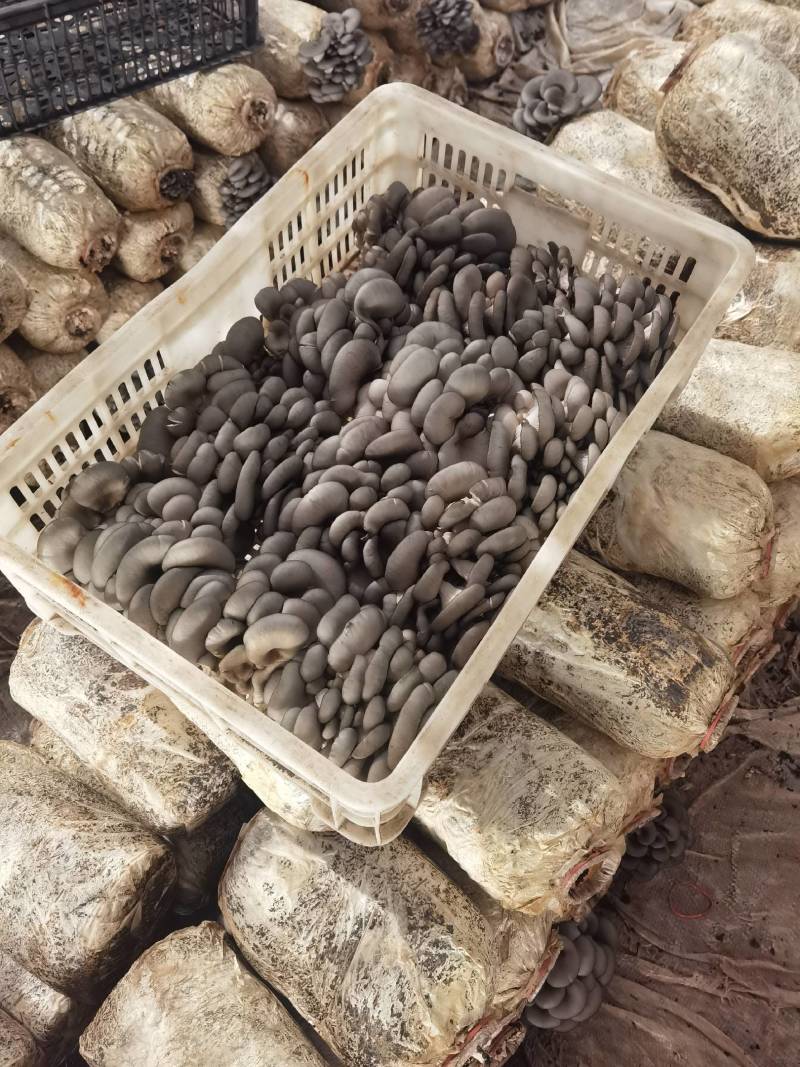 陕西省商洛市丹凤县反季节平菇大量上市了