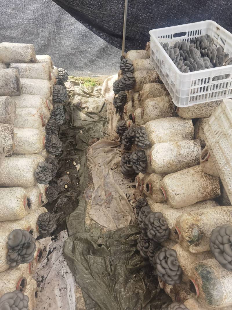 陕西省商洛市丹凤县反季节平菇大量上市了