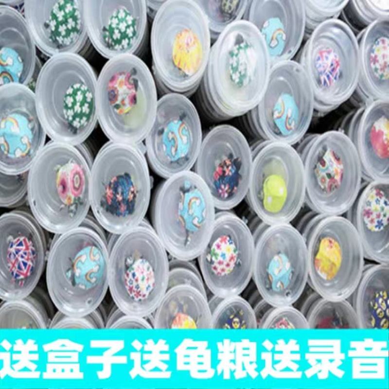 巴西活五彩龟