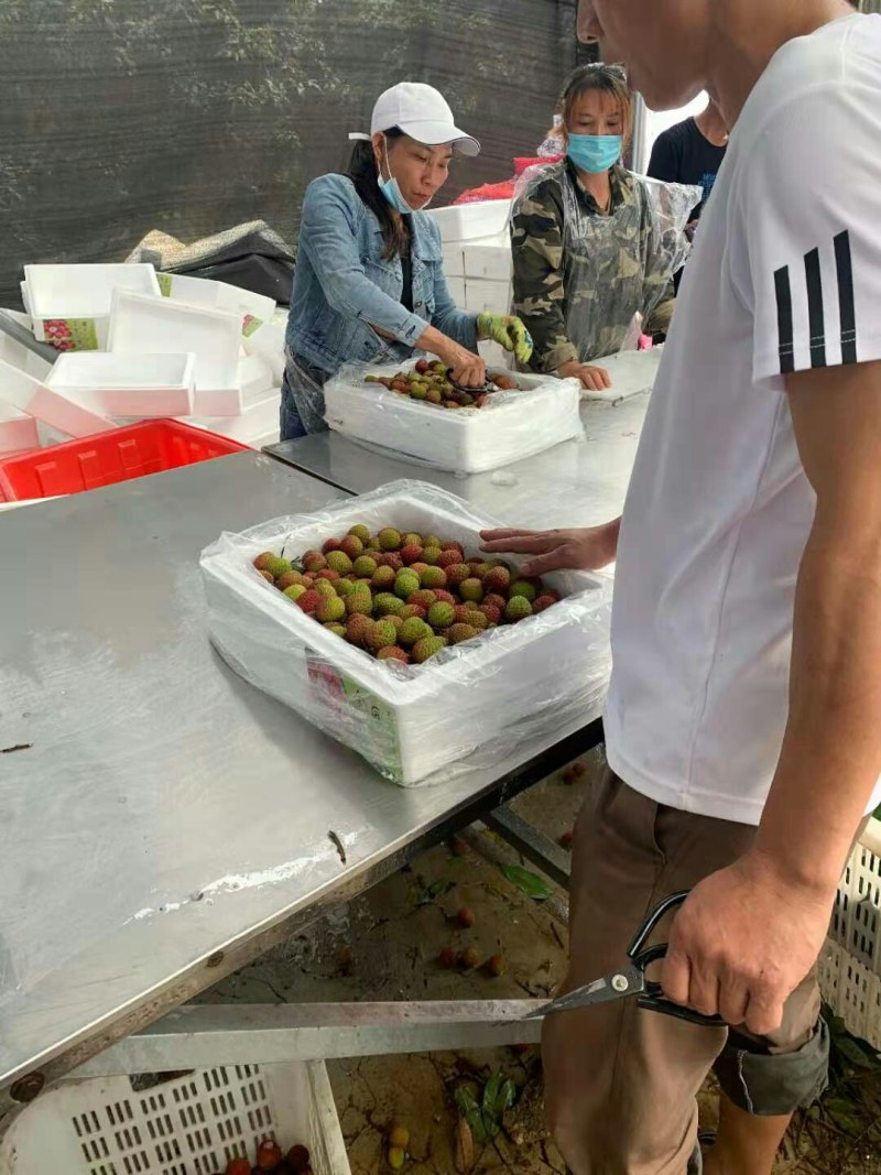 妃子笑产地供货全国空运物流代理国际果货运全国配送几小