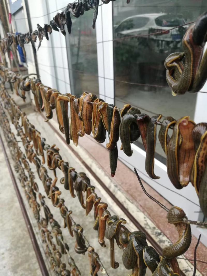 水蛭宽体金线蛭蚂蝗养殖资料卵茧幼苗青年苗种苗