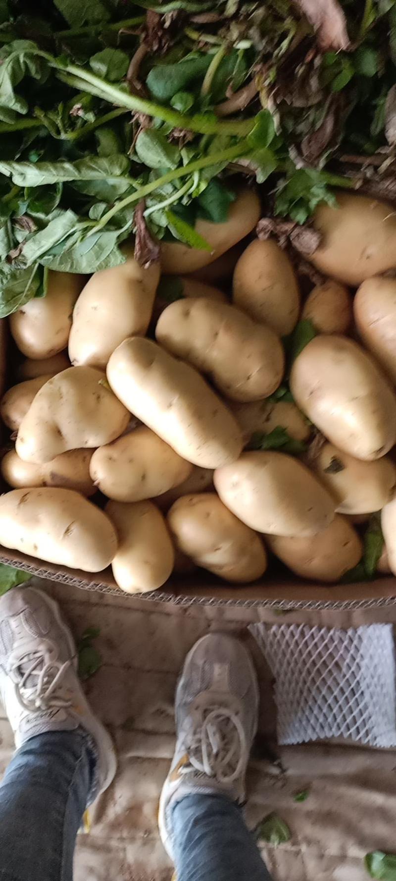 山东优质新荷兰十五土豆产地大量批发，常年有货，随到随装
