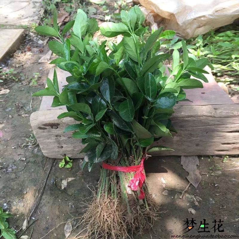 冬青苗大叶冬青苗四季常青保证根系质量好