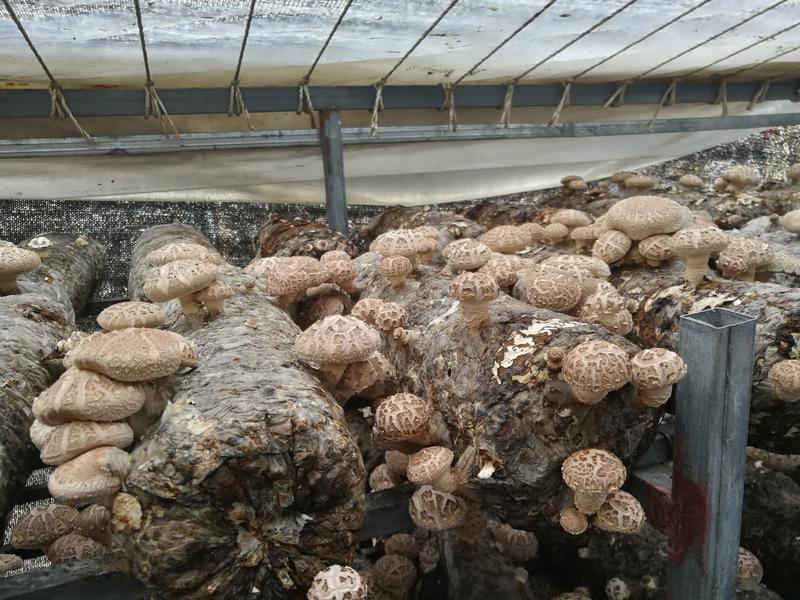 香菇菌棒泡水袋（订制15～22各种规格菌棒）
