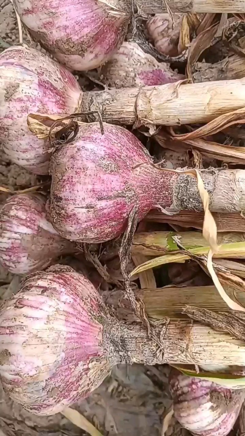 山东大蒜红皮紫皮蒜太空蒜自有【大型仓储冷库大型加工厂】