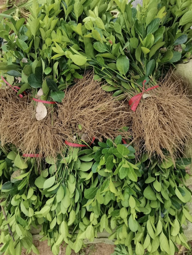 冬青苗大叶冬青苗四季常青保证根系质量好