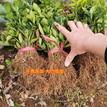 冬青苗大叶冬青苗四季常青保证根系质量好
