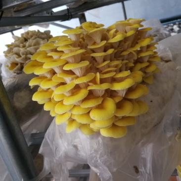 平菇秀珍菇榆黄蘑等菌种（各种温型和颜色栽培种欢迎订购）