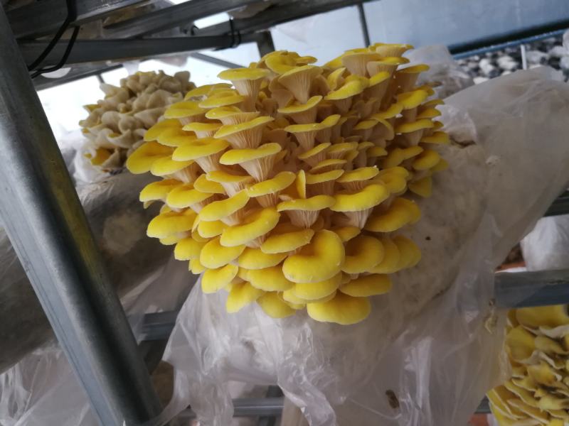 平菇秀珍菇榆黄蘑等菌种（各种温型和颜色栽培种欢迎订购）