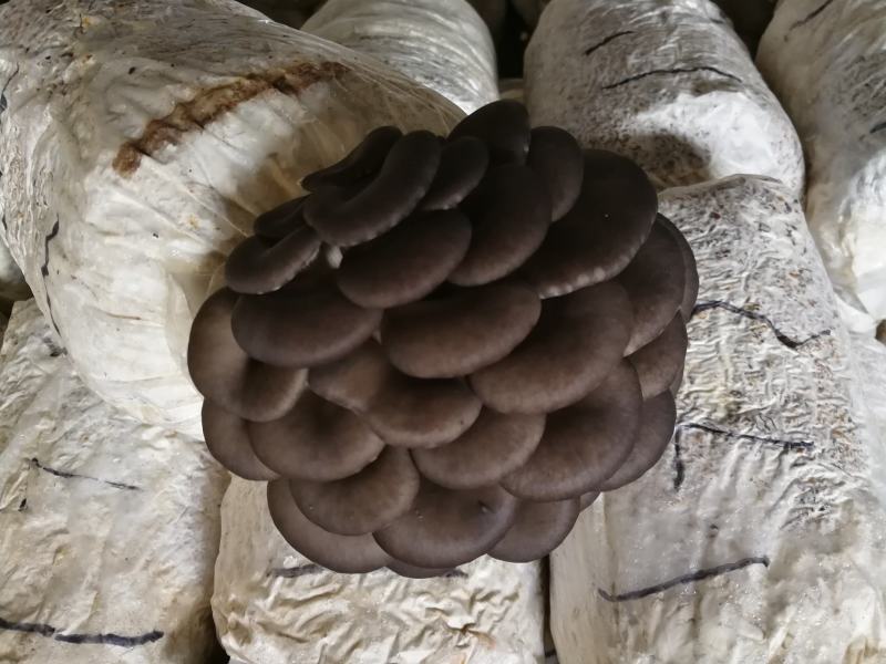 平菇秀珍菇榆黄蘑等菌种（各种温型和颜色栽培种欢迎订购）