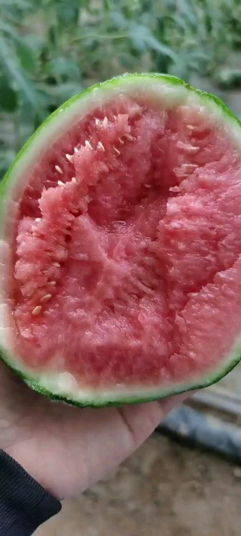 牛奶小吊瓜，全美2K西瓜，手剥小西瓜，大量上市，包熟包甜