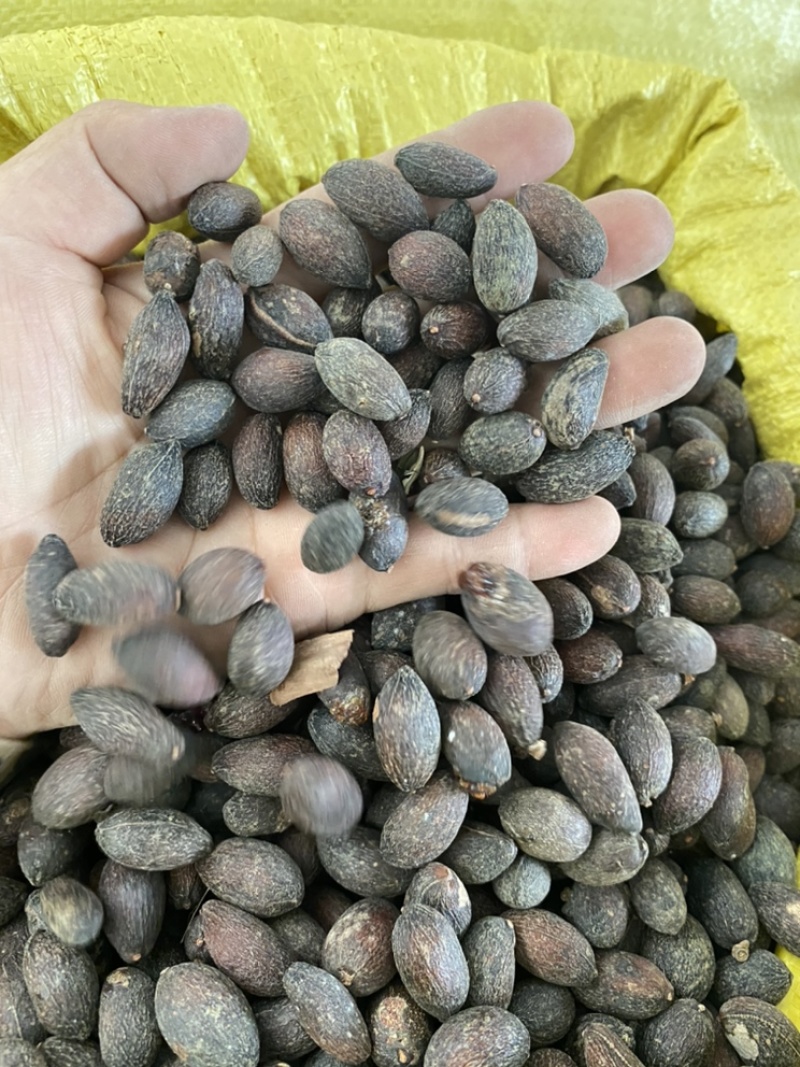 葵树子蒲葵子葵扇子蒲葵籽