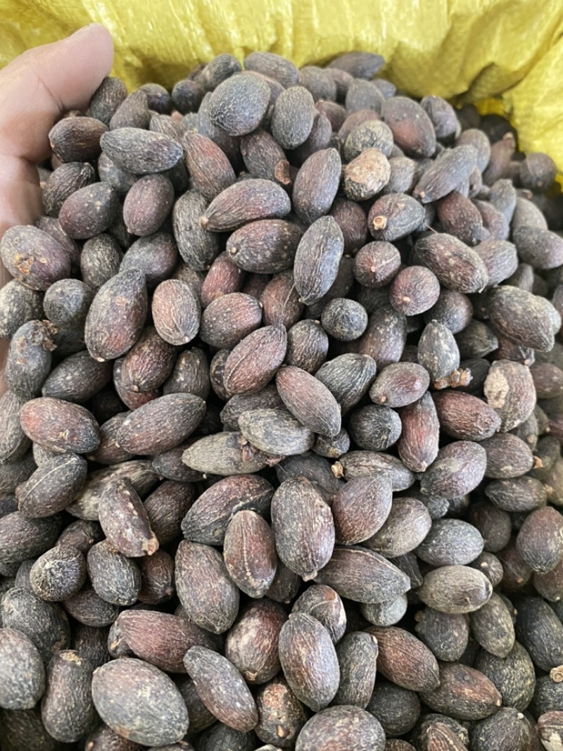 葵树子蒲葵子葵扇子蒲葵籽