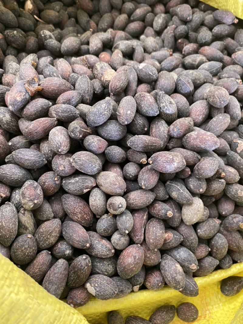 葵树子蒲葵子葵扇子蒲葵籽