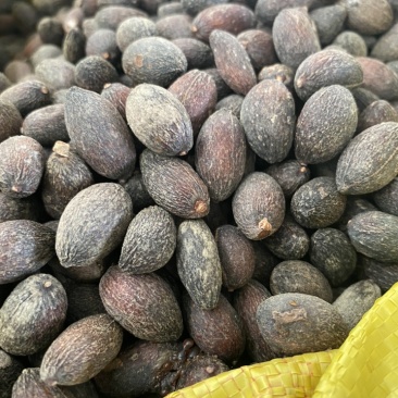 葵树子蒲葵子葵扇子蒲葵籽